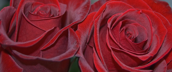 两朵深红的玫瑰有天图片