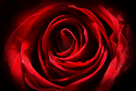 一朵玫瑰花的图片