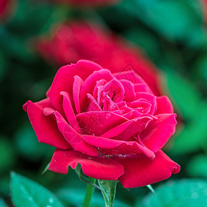 美丽的红玫瑰在田图片