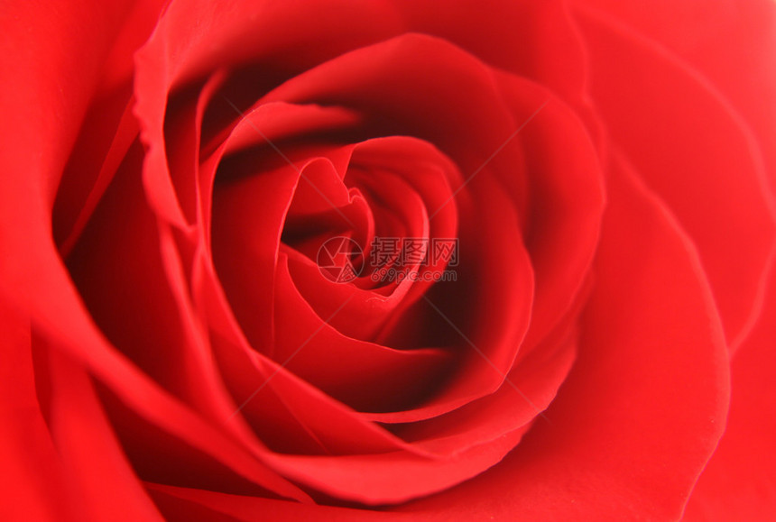 红玫瑰背景纹理图片