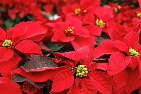 一品红花典型的圣诞节植物背景图片