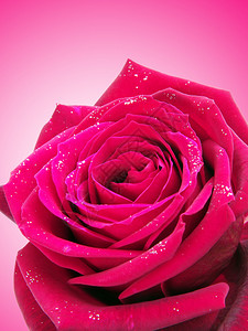 带水滴的粉红玫瑰特写图片
