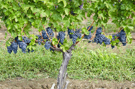 一个葡萄藤养殖无数成熟的CabernetSauvi图片