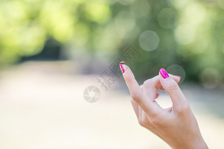 一只雌手的食指上坐着Ladybug图片