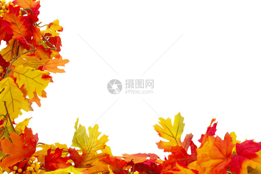 在白背景上孤立的秋叶背景Austuml图片