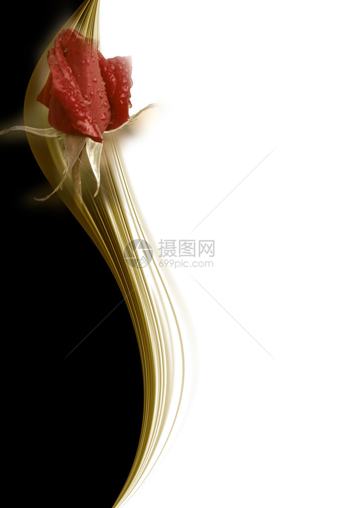 优雅的红玫瑰花白黑金卡图片