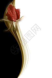 优雅的红玫瑰花白黑金卡图片