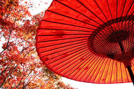 日本传统红叶伞图片