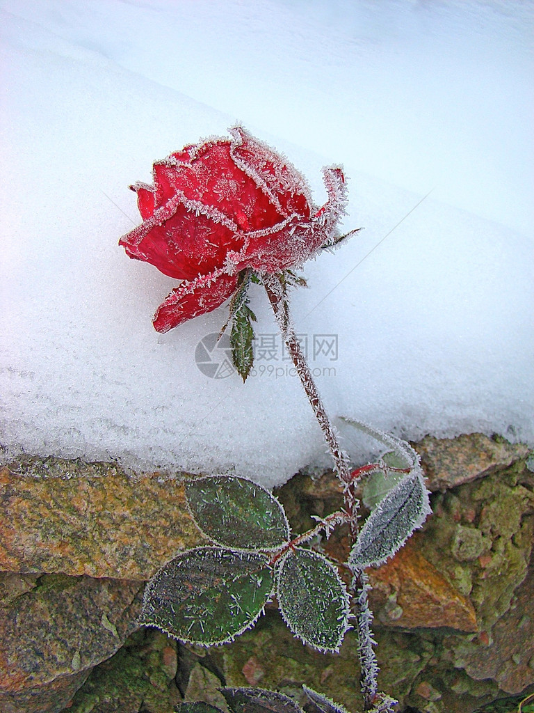 被遗忘的花朵绘画玫瑰上覆盖着冰图片
