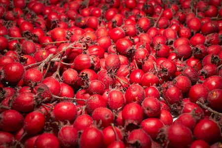 红色秋季浆果特写图片
