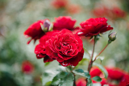 新鲜盛开的红玫瑰特写镜头图片