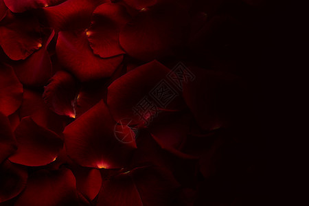 红玫瑰花瓣的背景图片