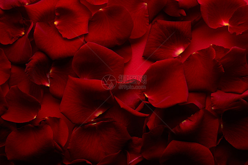 红玫瑰金属图片