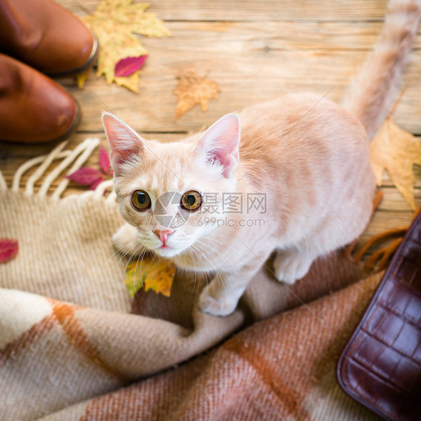 红格子可爱的猫鞋子袋图片