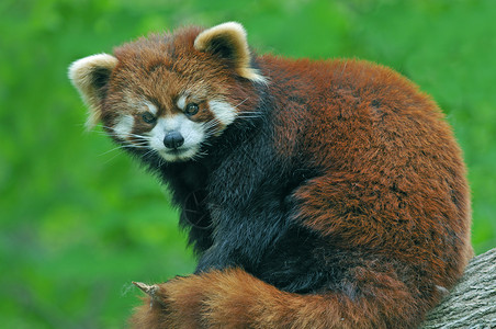 坐在树枝上的一只红熊猫Ailurusfulge图片