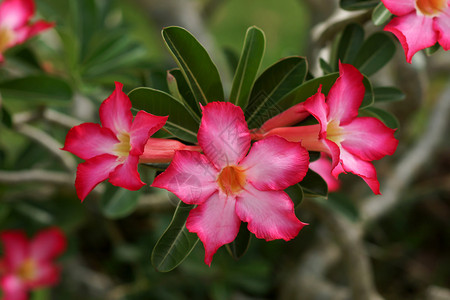 粉红色的沙漠玫瑰花植物美图片
