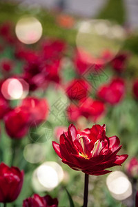 红色郁金香和阳光背景的近景图片