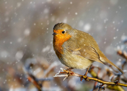 在英国冬季降雪时图片