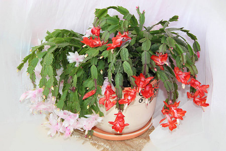 斯伦贝谢的红色花朵花盆里的圣诞花房间装饰斯伦贝背景图片