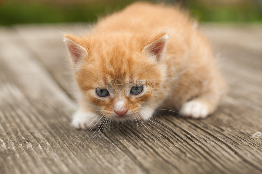 可爱的小红猫在图片