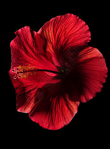 黑色背景上的红芙蓉花图片