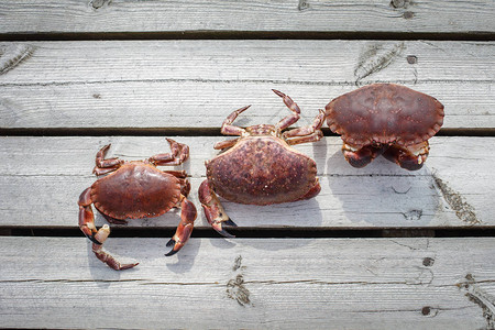 白天木地板上的三只螃蟹图片