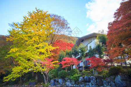 日本的秋色美丽的秋叶图片
