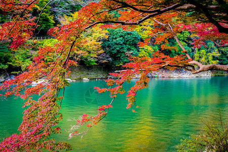 美丽的阿拉希山河在日本京都秋季湖周围有背景图片