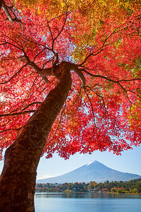 秋季河口湖的红枫树和富士山图片