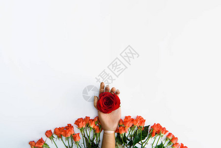 红色玫瑰和美丽的玫瑰花白色的鲜花被隔图片