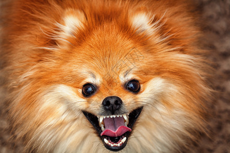 欢乐的红色Spitz狗带着微图片