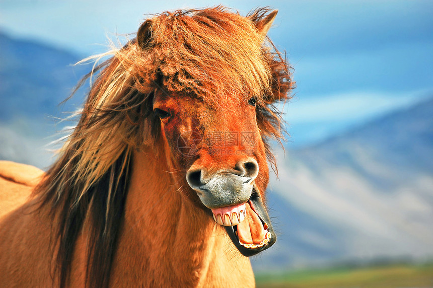 微笑的冰岛马的图片