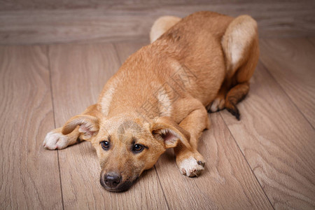 一只悲伤的红狗在木板上图片