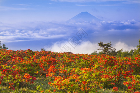 与富士山联手的日式本zalea图片