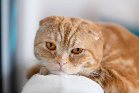 离近的照片悲伤的红色苏格兰猫用橙色图片