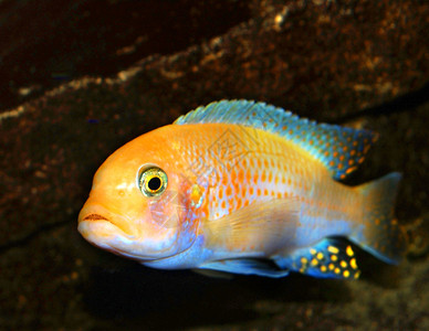 马拉维鱼在水族馆梅兰达河图片