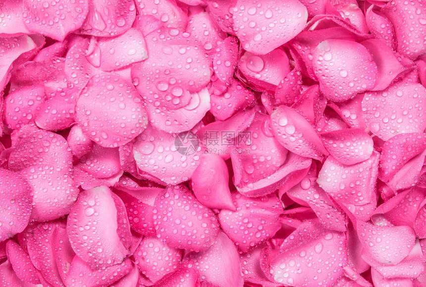 粉红玫瑰花瓣背景的图片