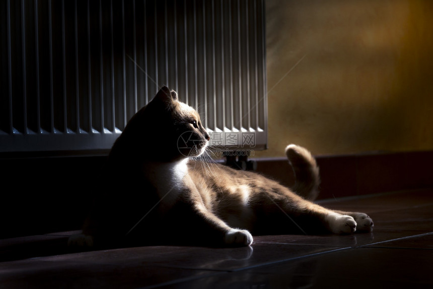 金姜猫在黑暗房间的地板上放松阳图片