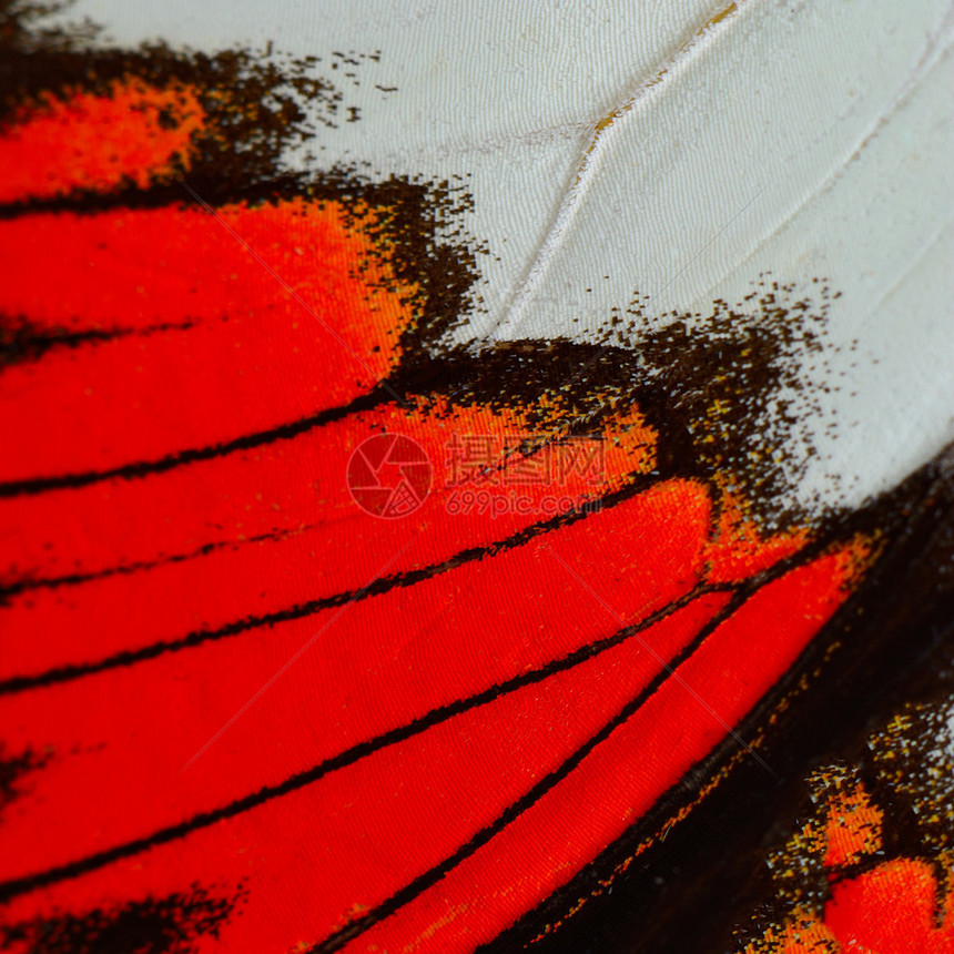 自然质感源自红蝴蝶翅膀背景图片