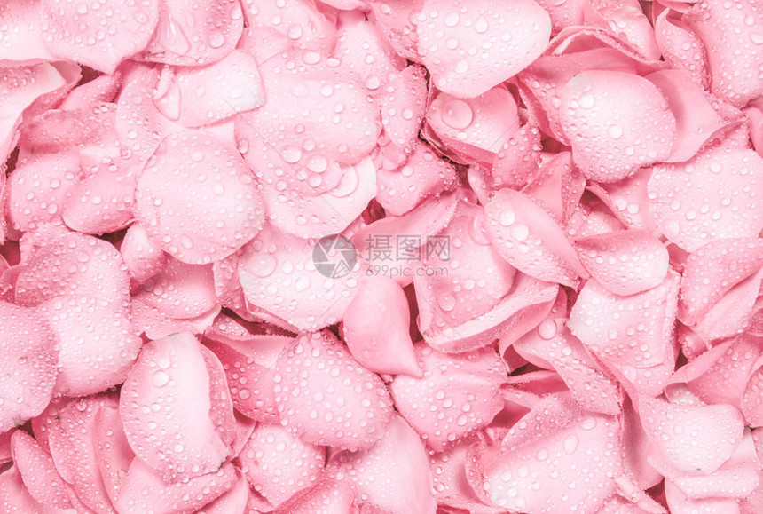清新淡粉色玫瑰花瓣背景与水滴雨图片