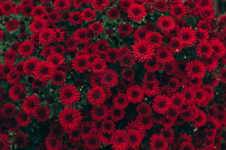 菊花的红花图片