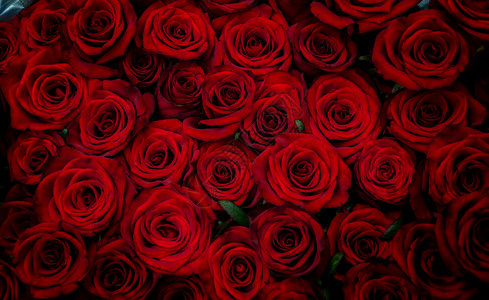 鲜花和美丽的红玫瑰在Prazniki生日背景图片