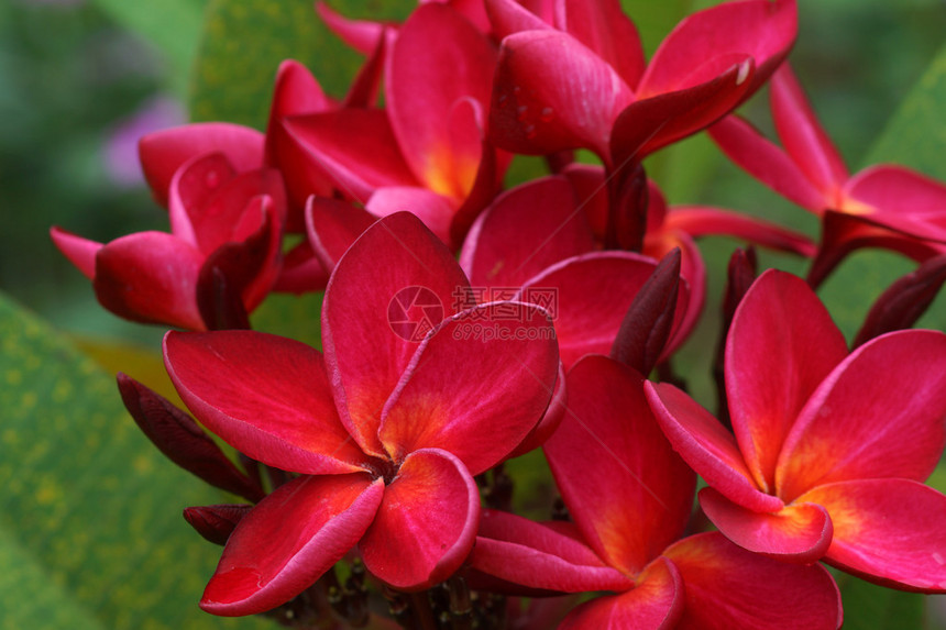 热带花朵frangipaa图片
