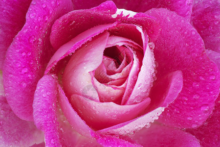 红色玫瑰的紧贴雨滴露出它的规律图片
