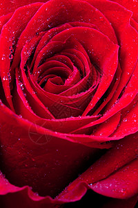 新鲜的红湿玫背景图片