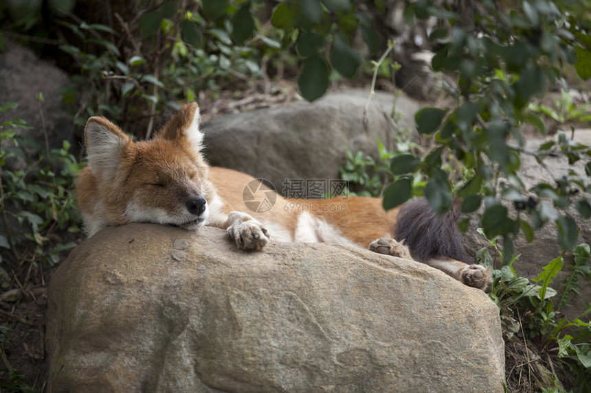 亚洲红狼被摄像头拍到睡在动图片