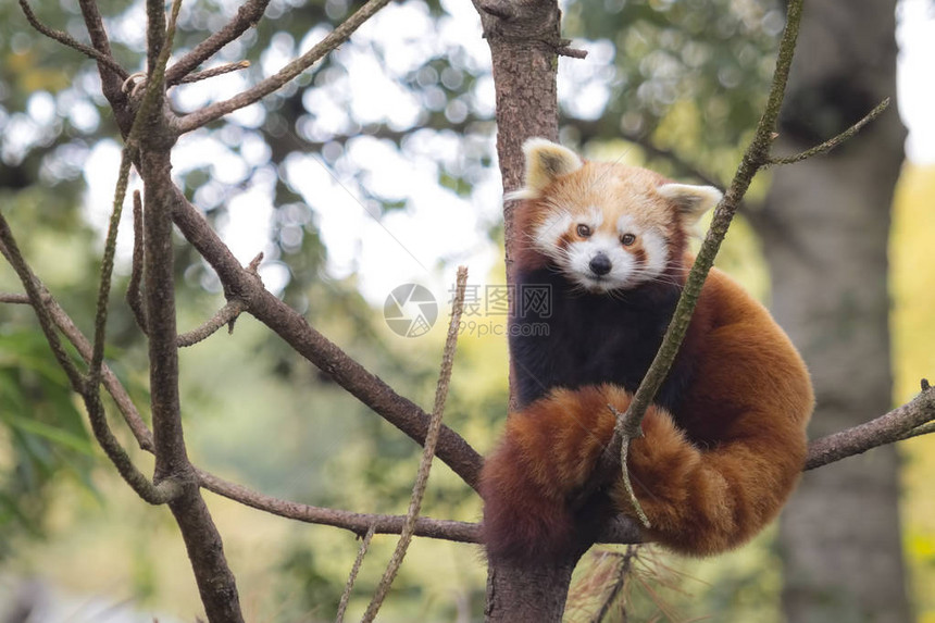 这是一种原产于喜马拉雅山脉东部和西南部的小型树栖哺乳动物图片