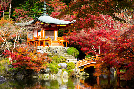 秋天的季节日本寺庙的树叶变红了图片
