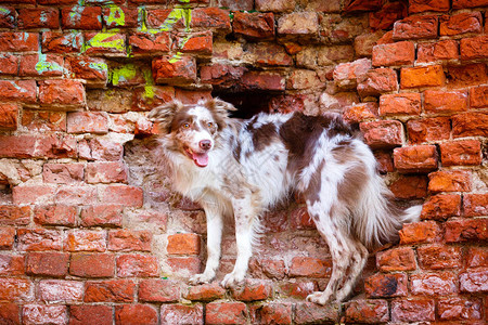 边境牧羊犬在公园图片