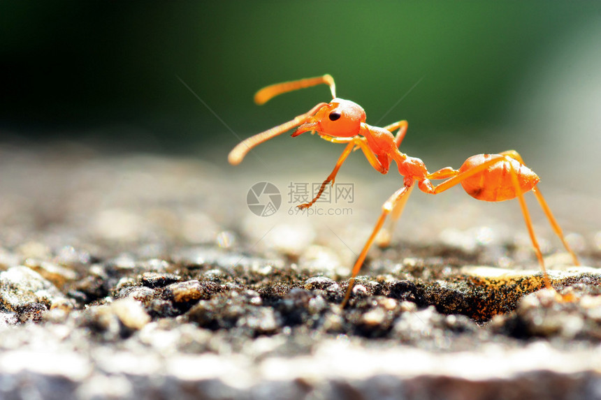 红织蚁与其他蚂蚁分享食物图片